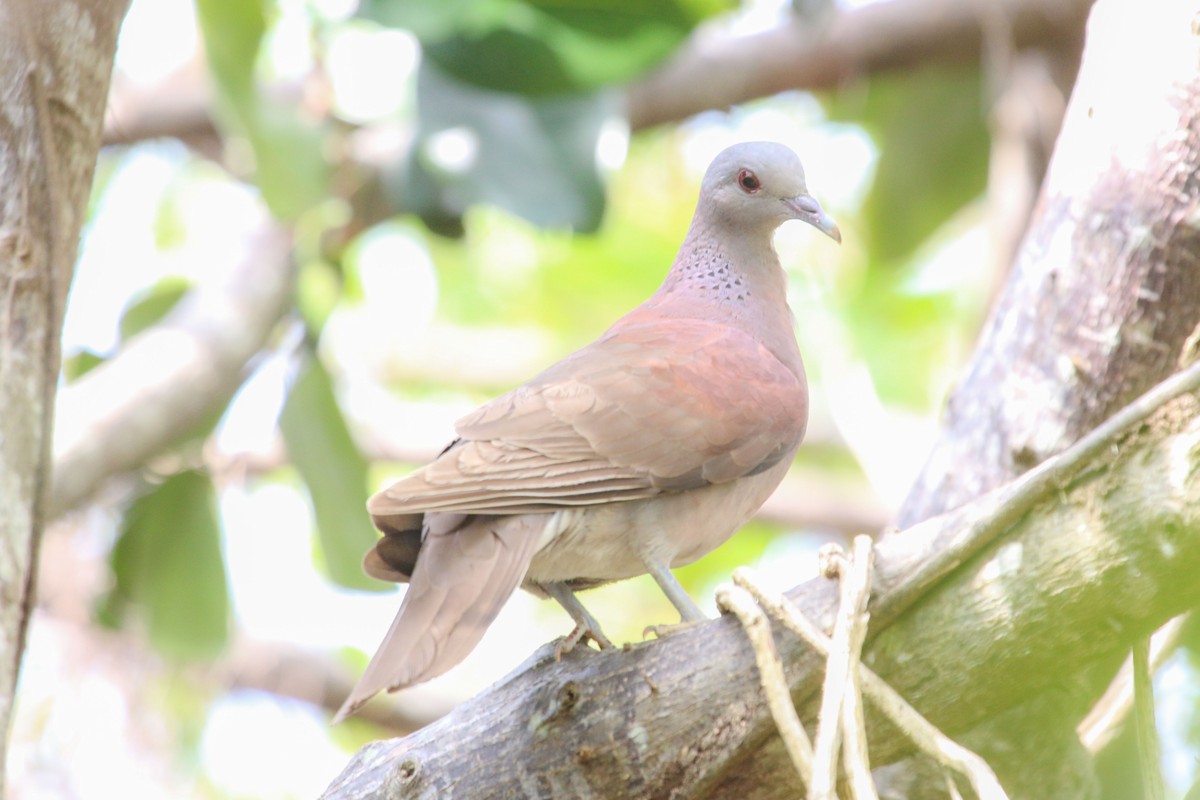 Pigeon de Madagascar - ML111207791