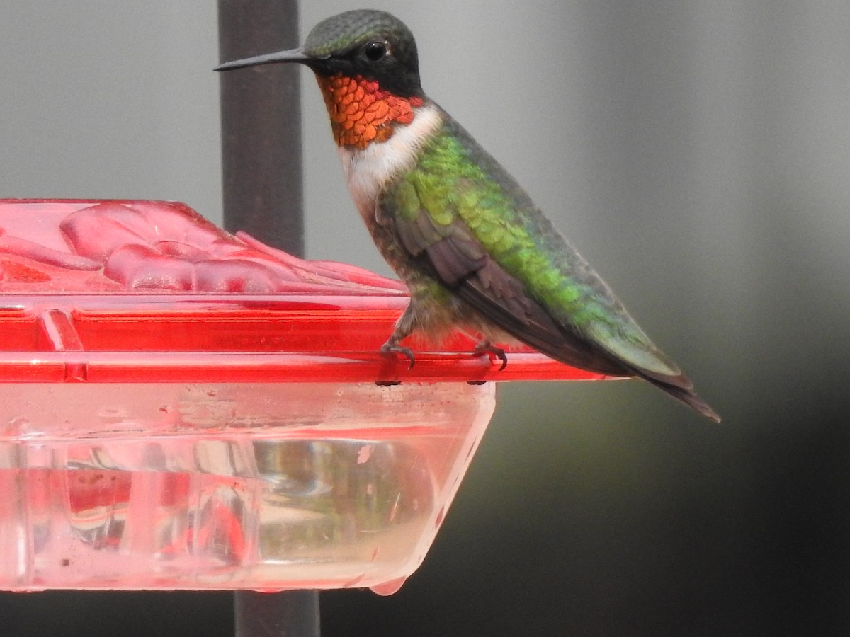 Ruby-throated Hummingbird - Dale Heinert