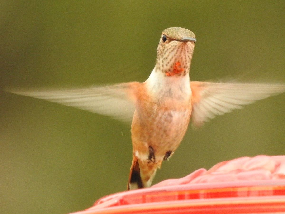 Rufous Hummingbird - Dale Heinert