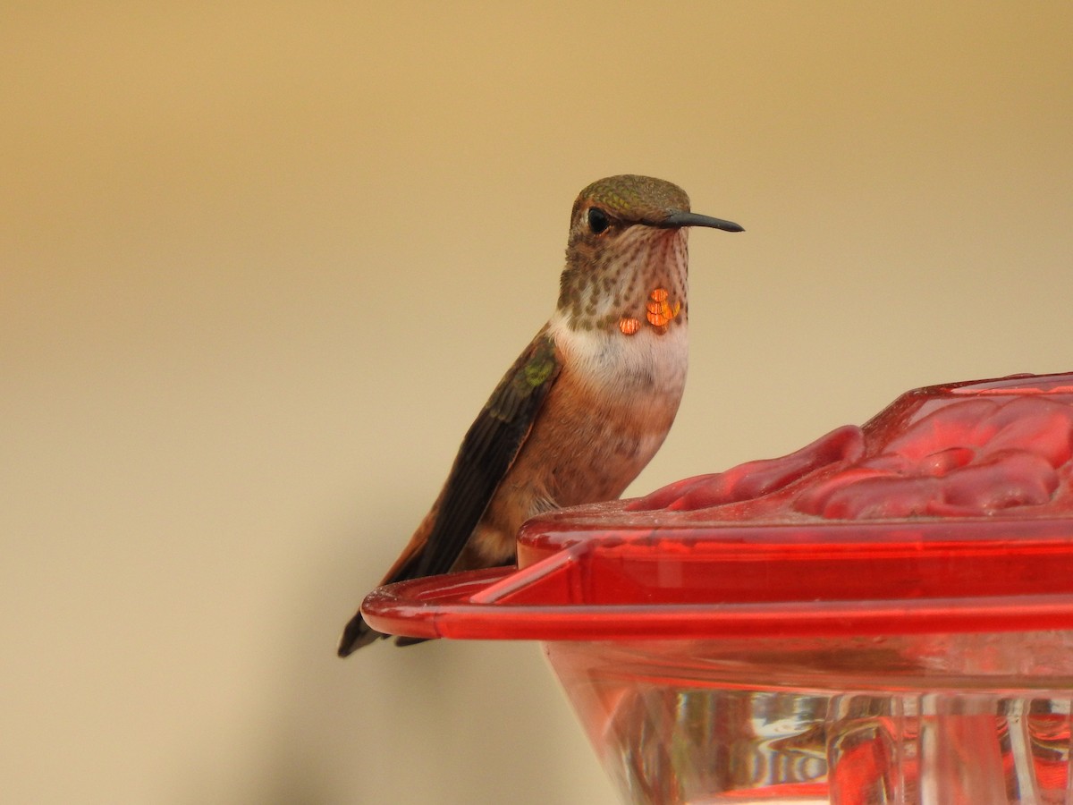 Rufous Hummingbird - ML111211851