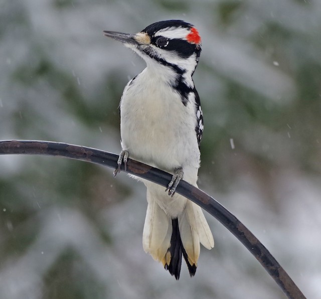 Hairy Woodpecker Vs Downy Woodpecker