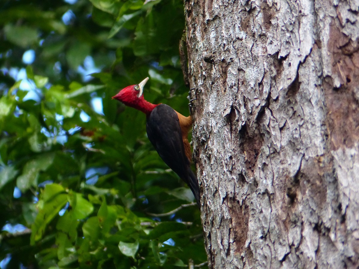 Red-necked Woodpecker - Eamon Corbett