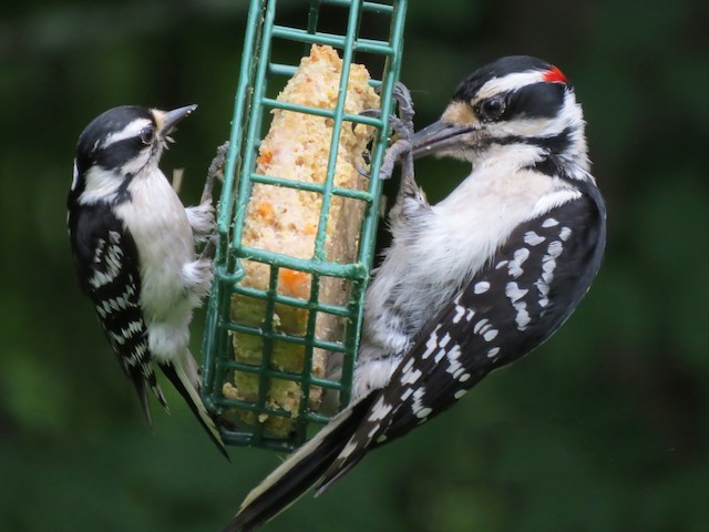 female and male downy woodpecker