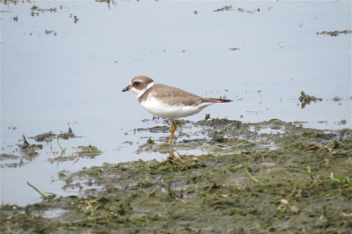 Semipalmated Plover - ML111218111