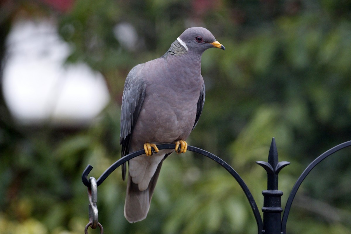 Band-tailed Pigeon - ML111219231