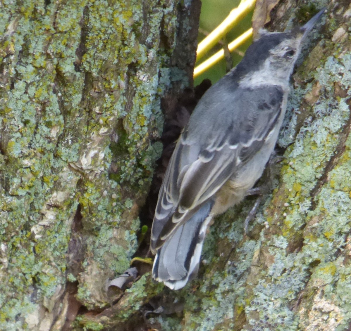 White-breasted Nuthatch - Mary  McMahon