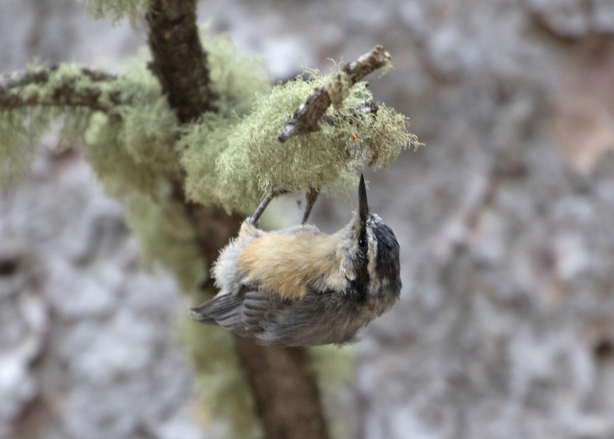 Red-breasted Nuthatch - Penelope Bauer