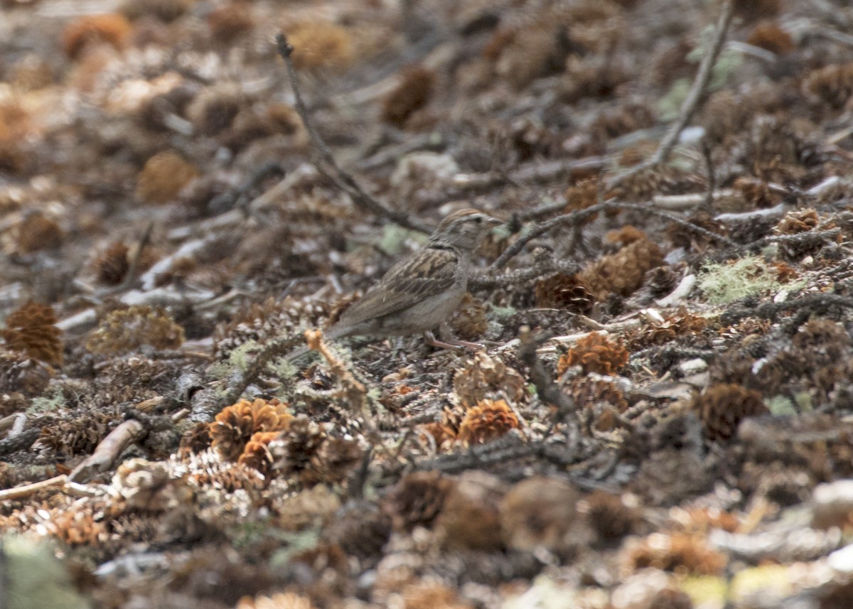 Chipping Sparrow - Penelope Bauer