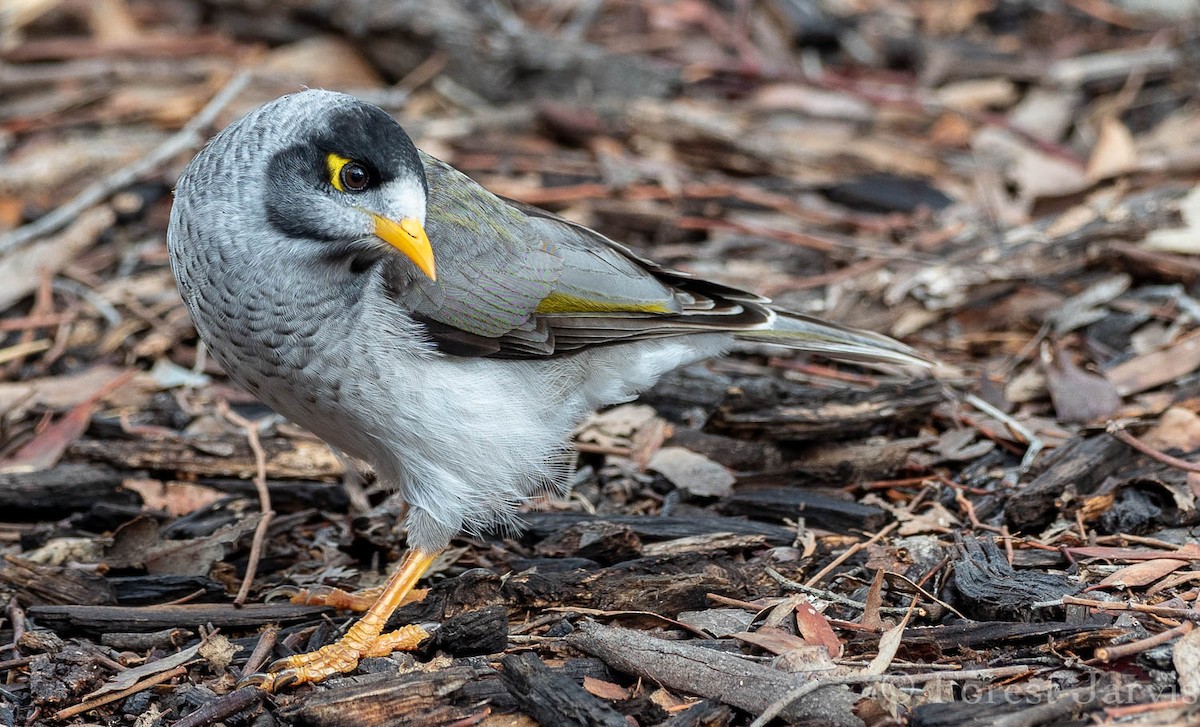 Noisy Miner - Forest Botial-Jarvis