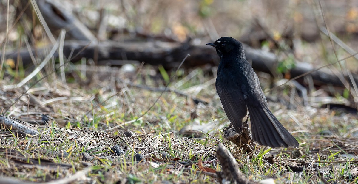 Willie-wagtail - ML111231581