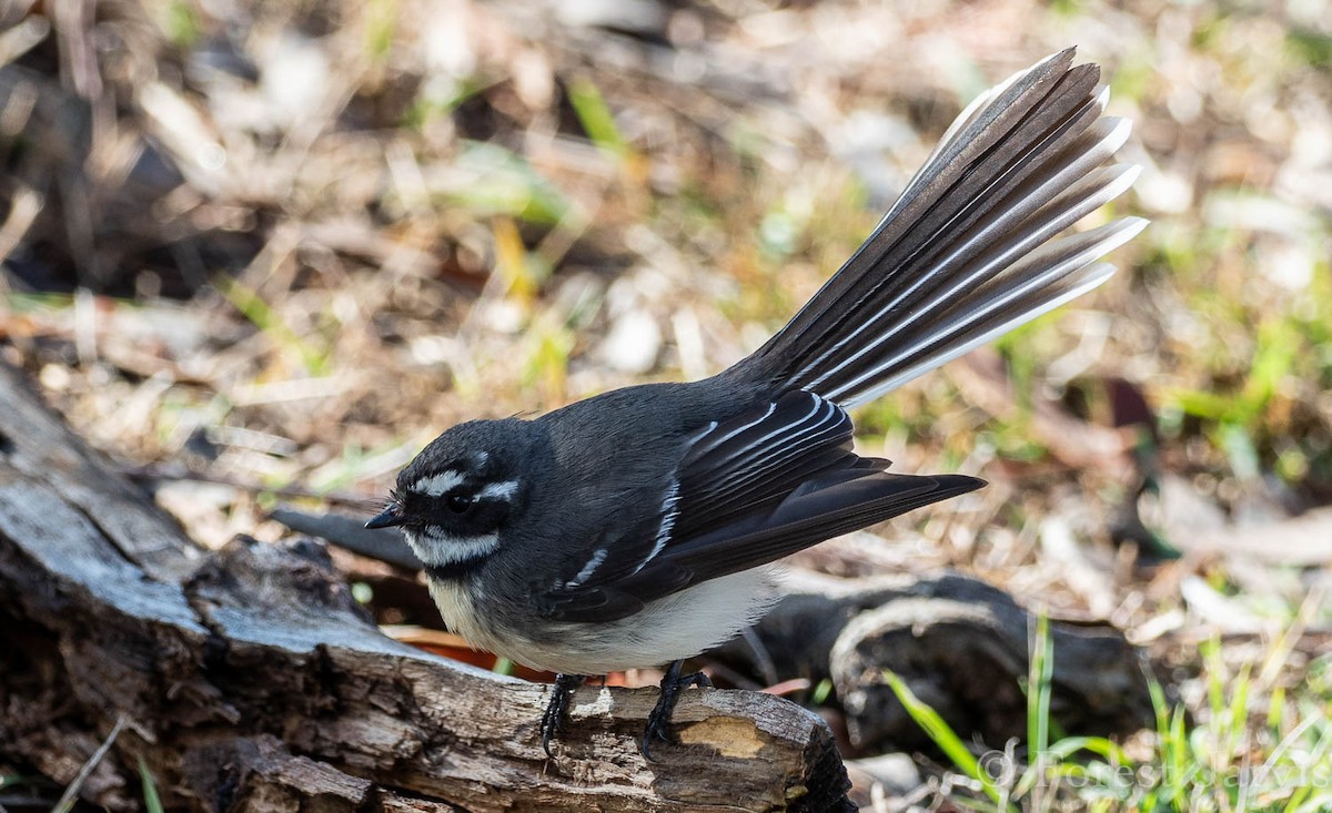 Gray Fantail - Forest Botial-Jarvis