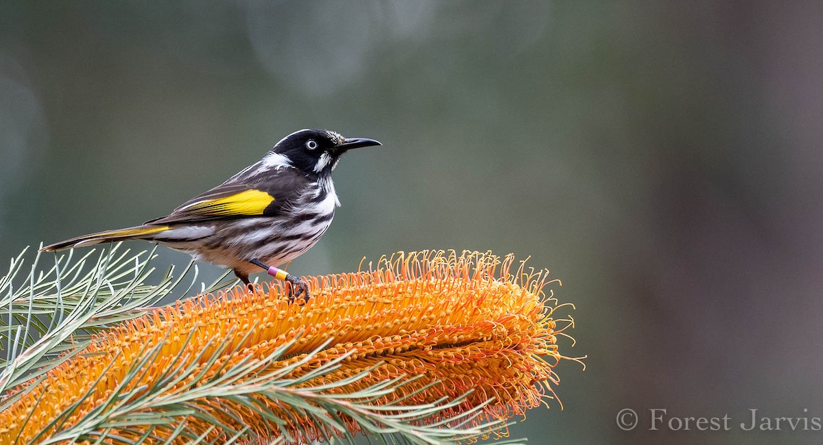 New Holland Honeyeater - Forest Botial-Jarvis