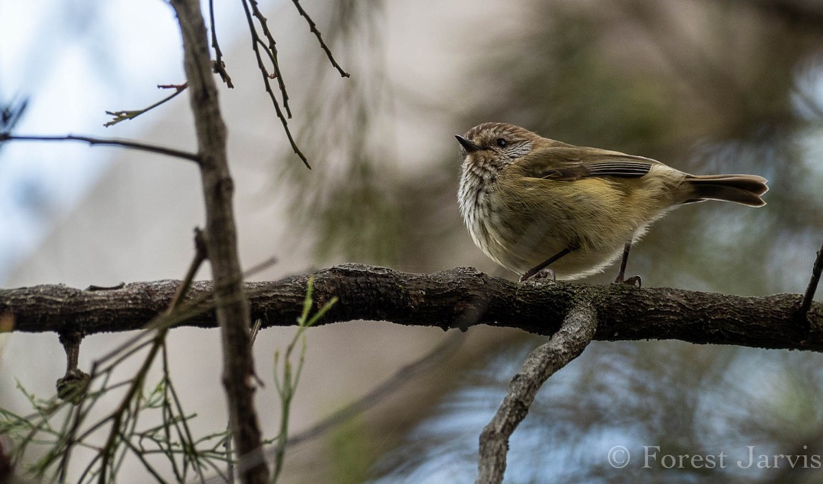 Striated Thornbill - Forest Botial-Jarvis