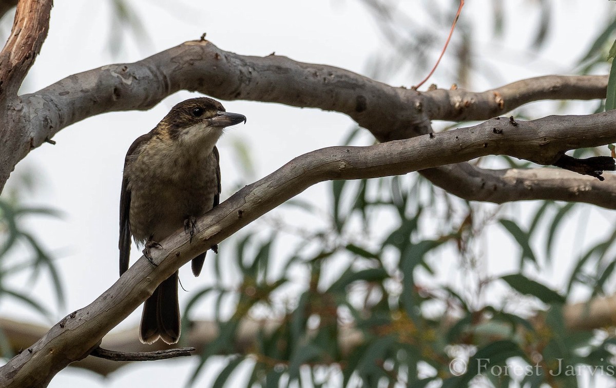 Gray Butcherbird - Forest Botial-Jarvis