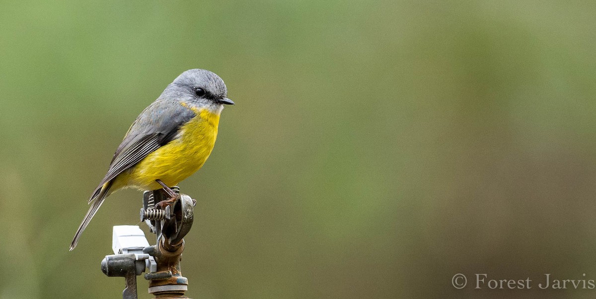 Eastern Yellow Robin - Forest Botial-Jarvis