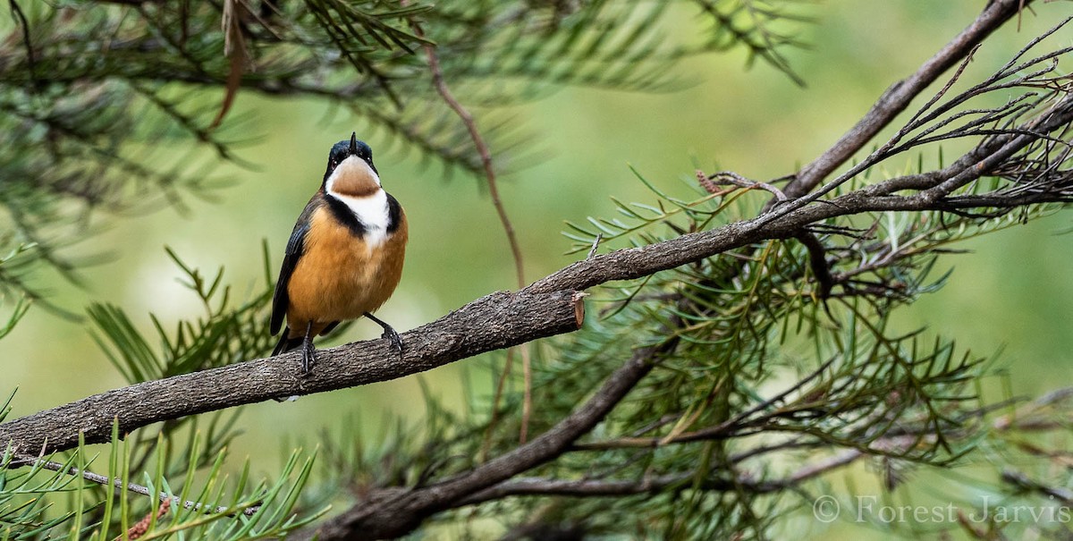 Eastern Spinebill - Forest Botial-Jarvis