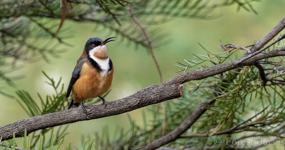 Eastern Spinebill - Forest Botial-Jarvis