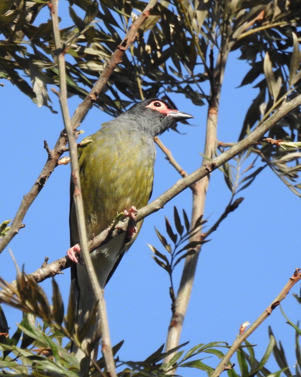 Australasian Figbird - ML111234041