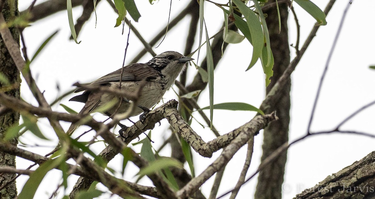 Striped Honeyeater - Forest Botial-Jarvis
