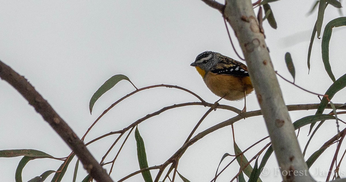 Spotted Pardalote - Forest Botial-Jarvis