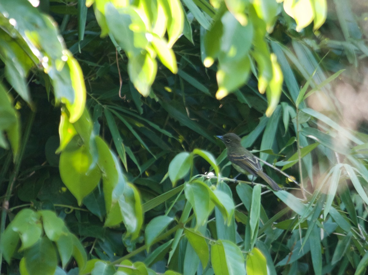 Dusky-tailed Flatbill - Will Sweet