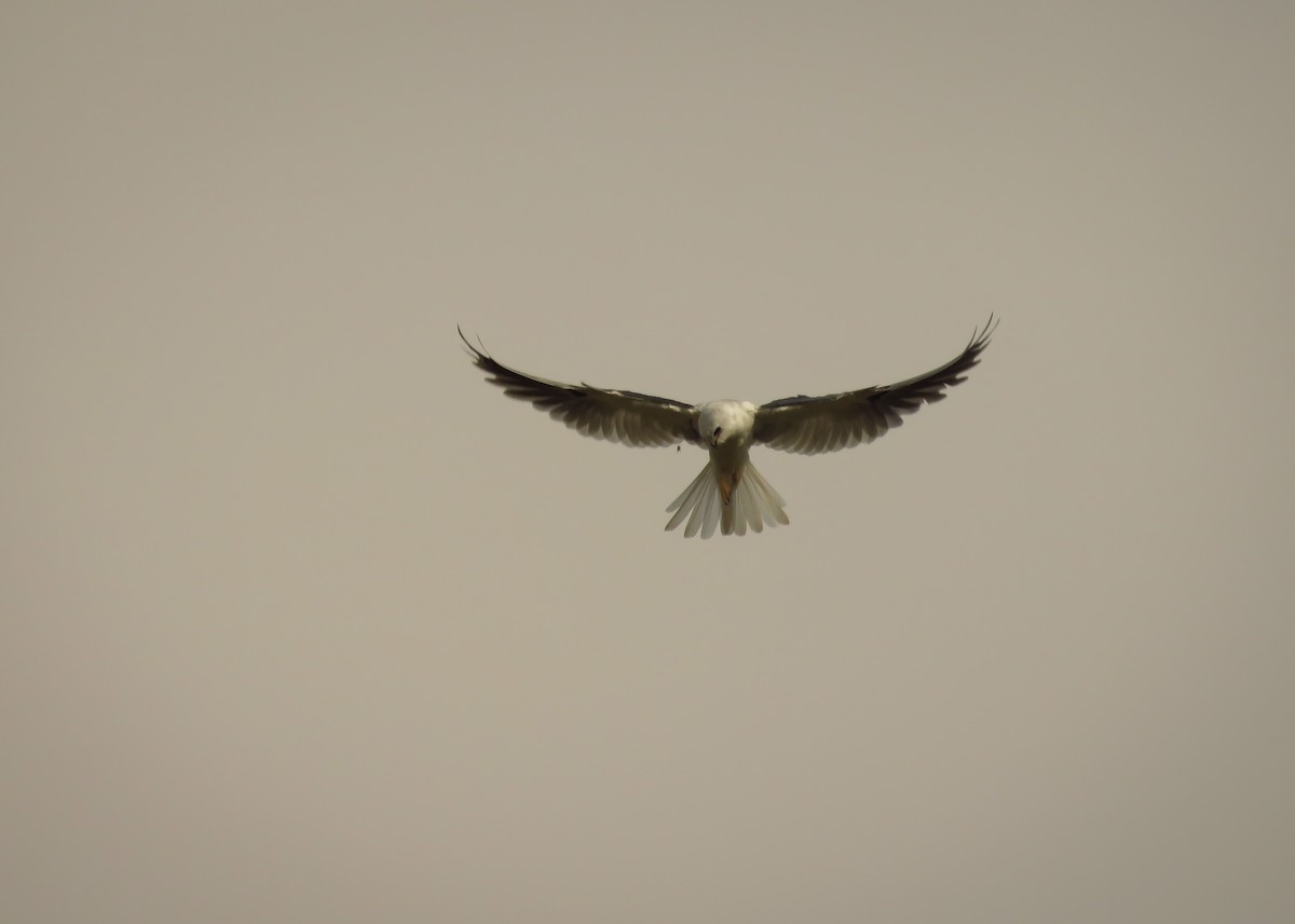 White-tailed Kite - Arthur Gomes