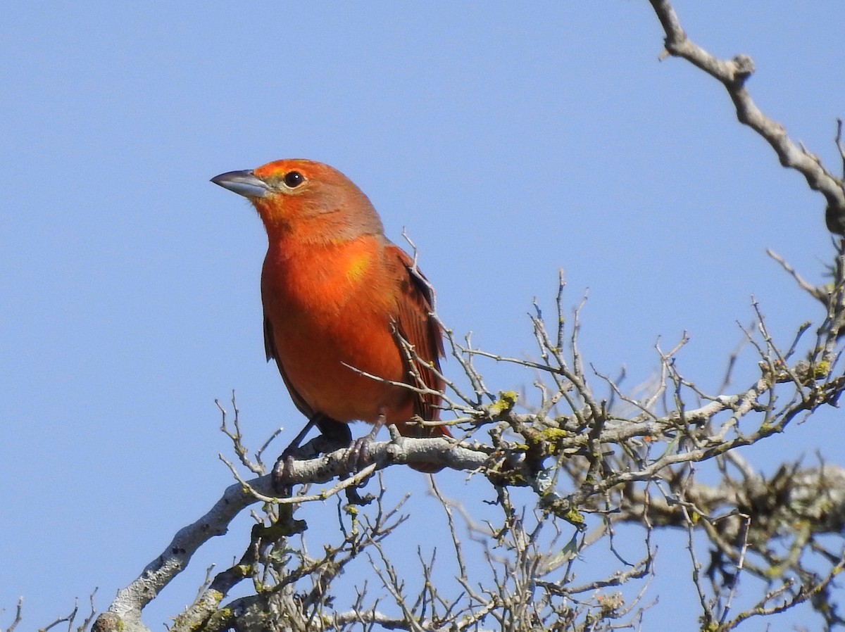 Hepatic Tanager - Carlos Crocce