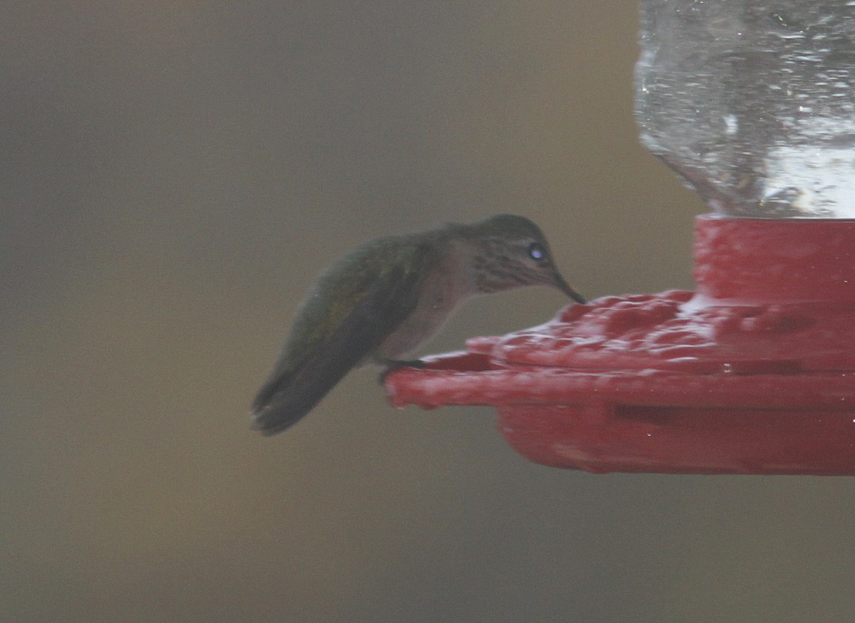 Calliope Hummingbird - Randy Pinkston