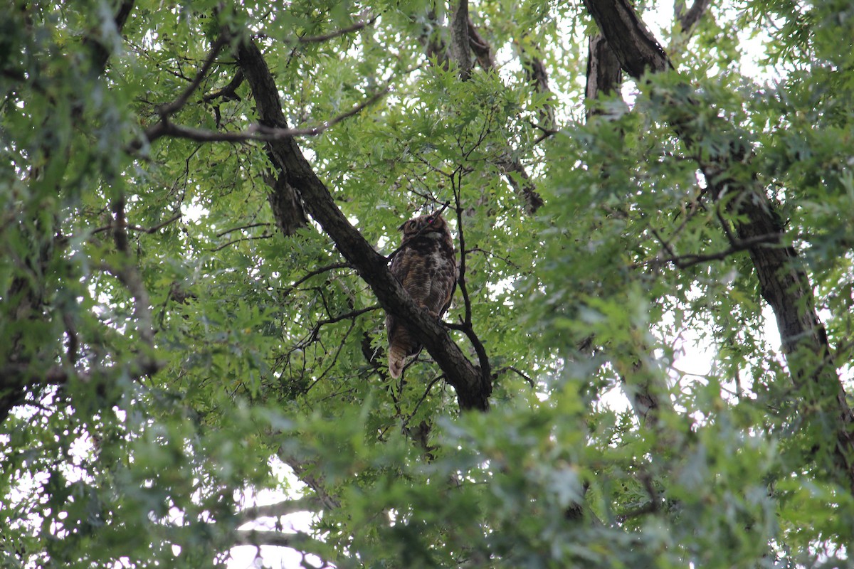 Great Horned Owl - ML111241081