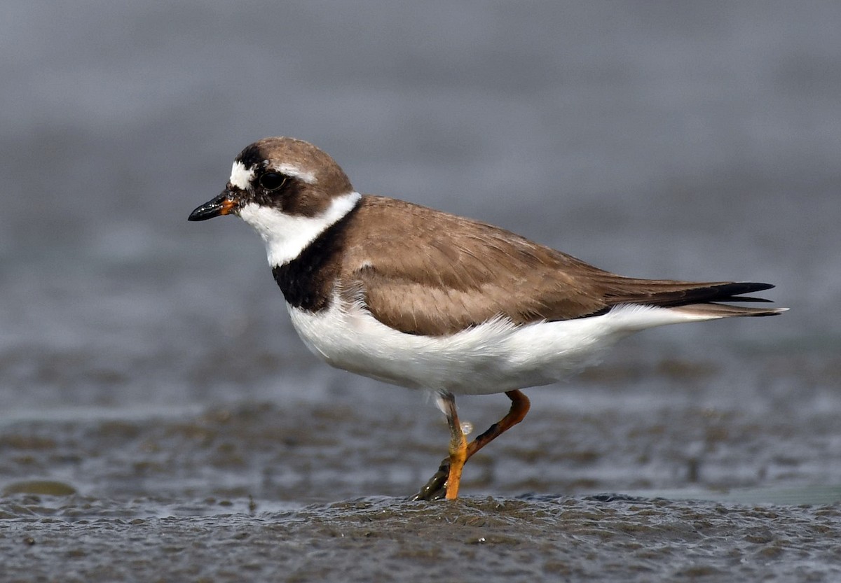 Semipalmated Plover - ML111243071