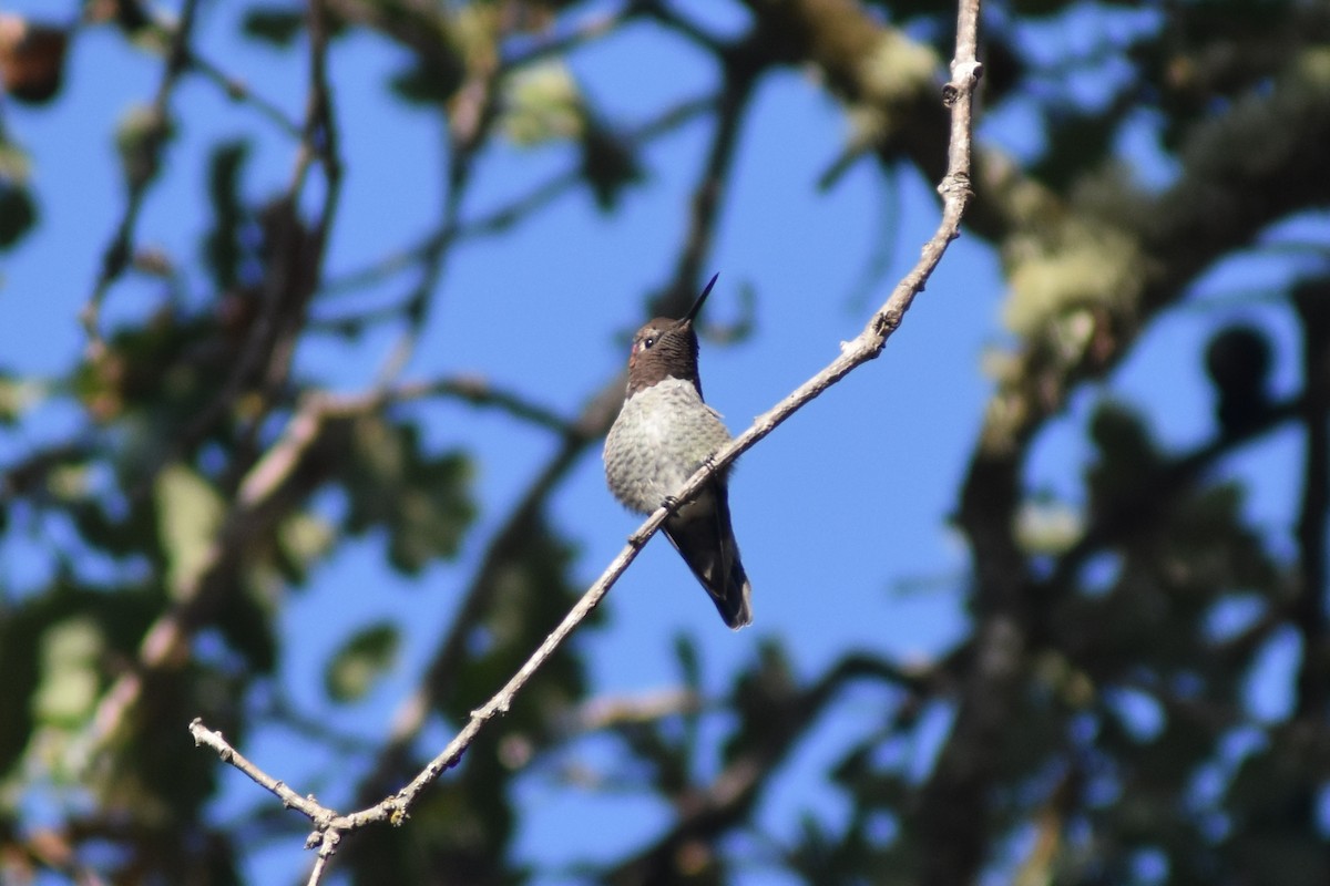 Anna's Hummingbird - ML111244121