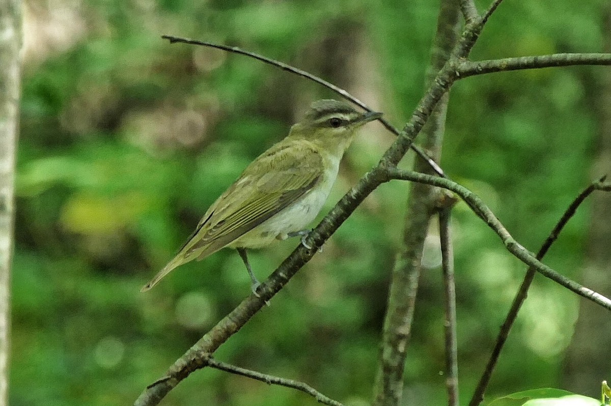 Red-eyed Vireo - Janet Kelly