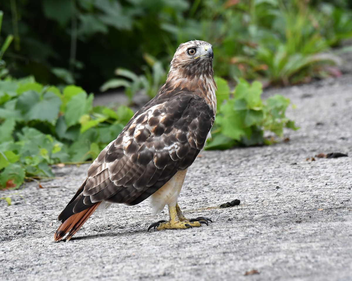 Red-tailed Hawk - ML111247181