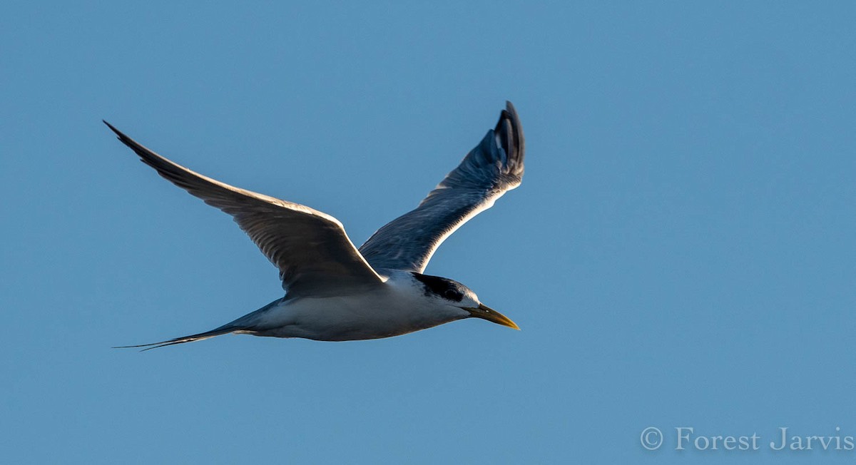 Great Crested Tern - ML111248441