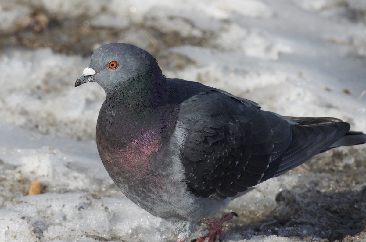 Rock Pigeon (Feral Pigeon) - ML111252601