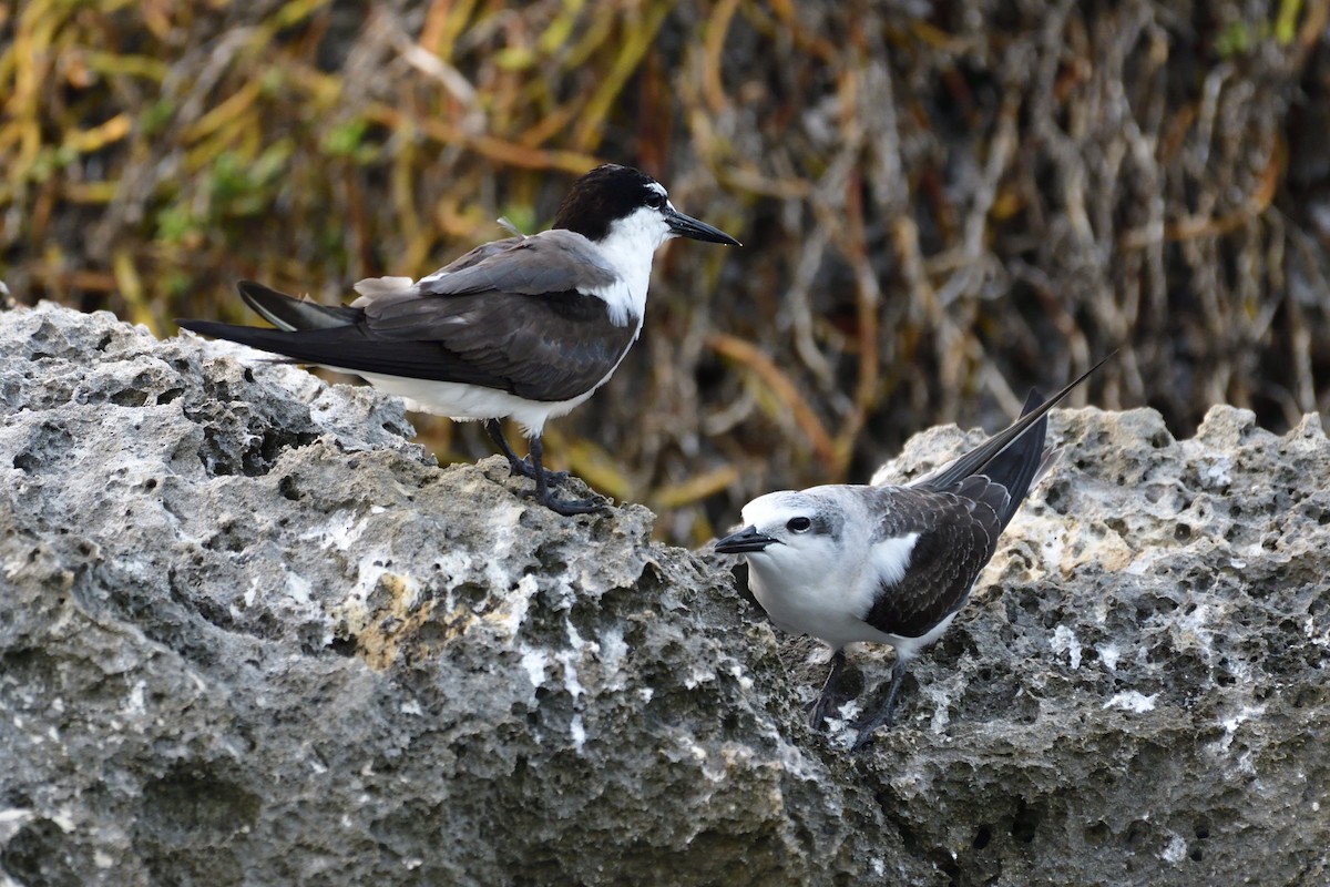 ML111252841 Bridled Tern Macaulay Library