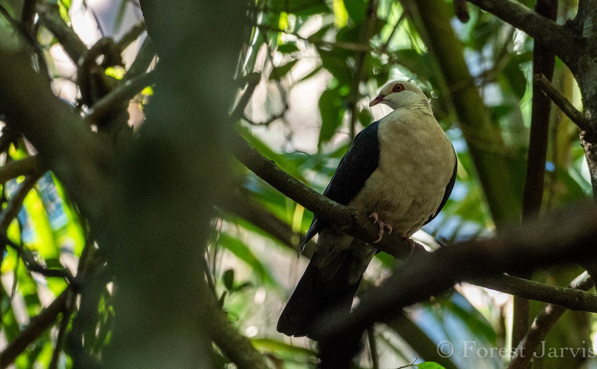 White-headed Pigeon - Forest Botial-Jarvis