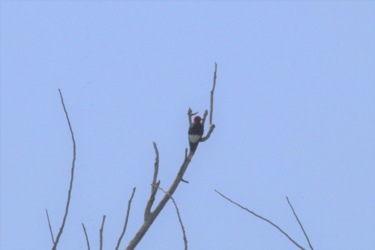 Red-headed Woodpecker - Doug Kibbe