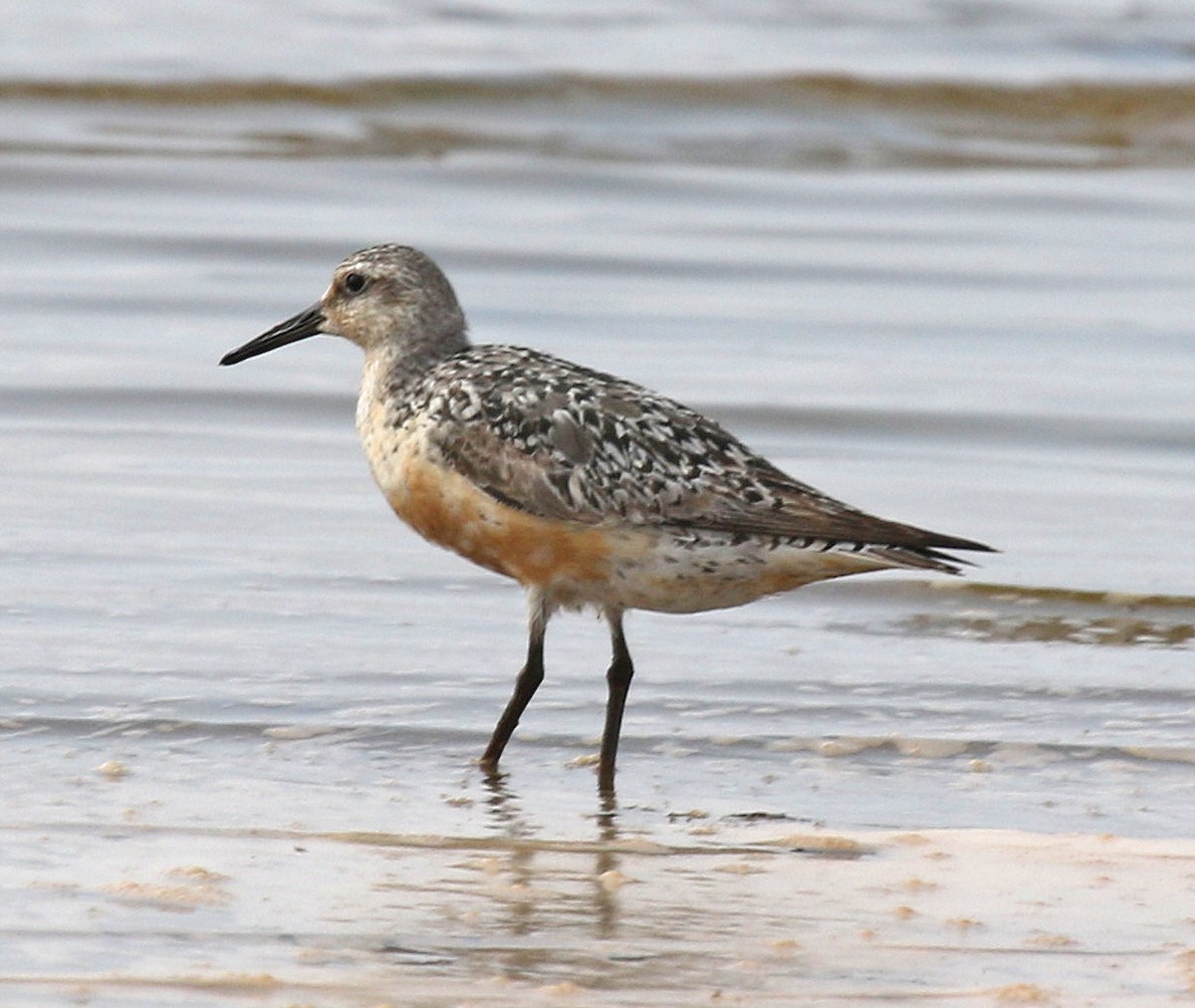 Red Knot - ML111254141