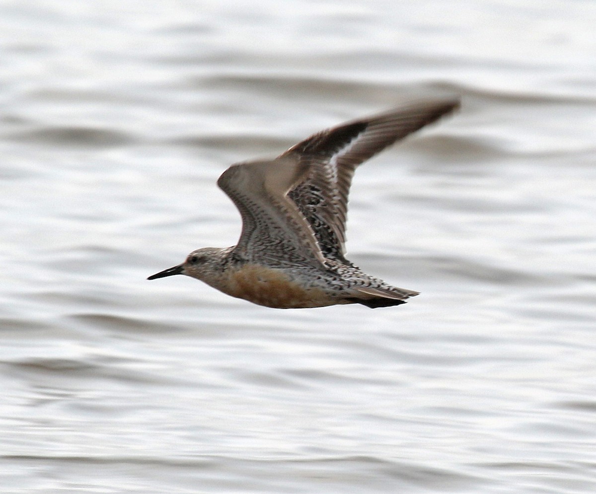Red Knot - ML111254171