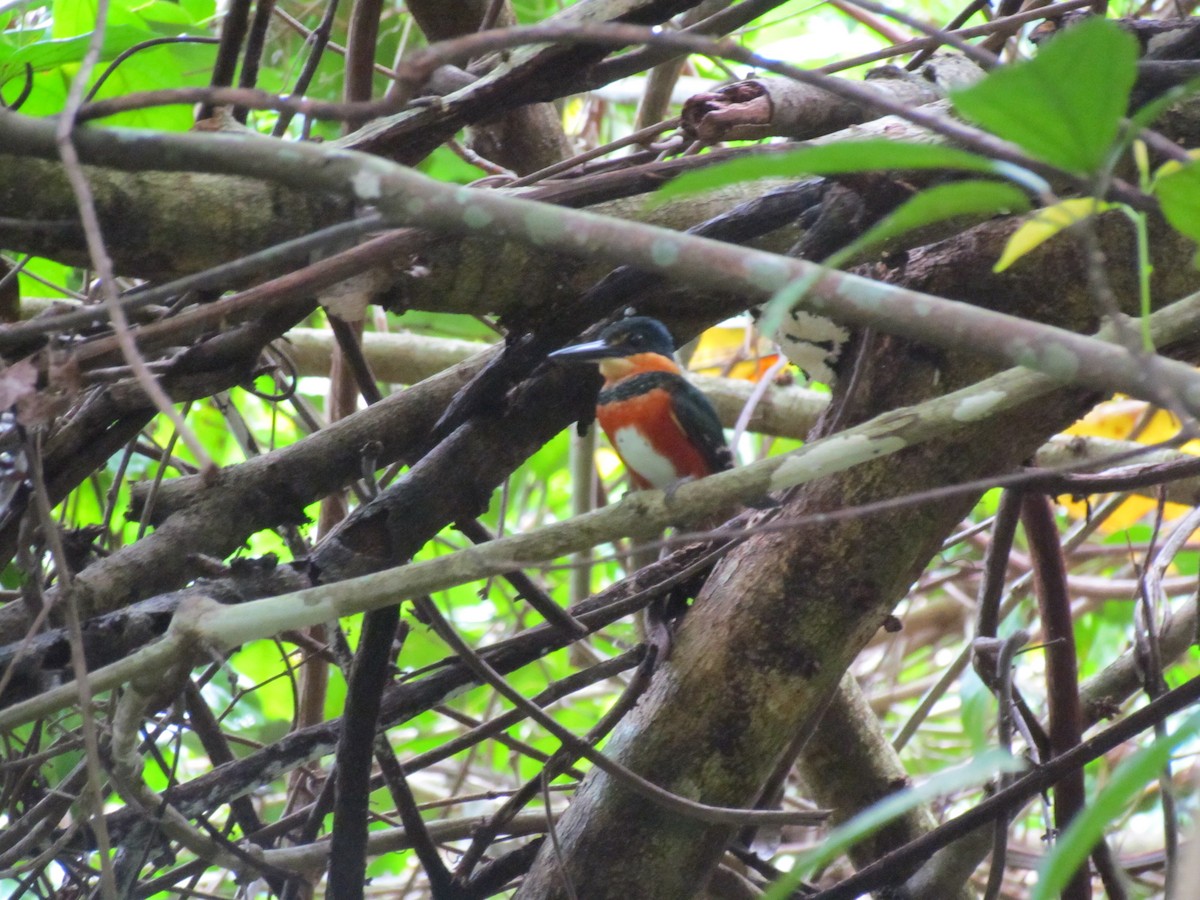 American Pygmy Kingfisher - ML111254701