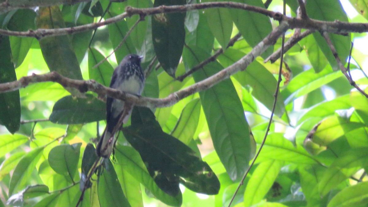 Spotted Fantail - ML111255261