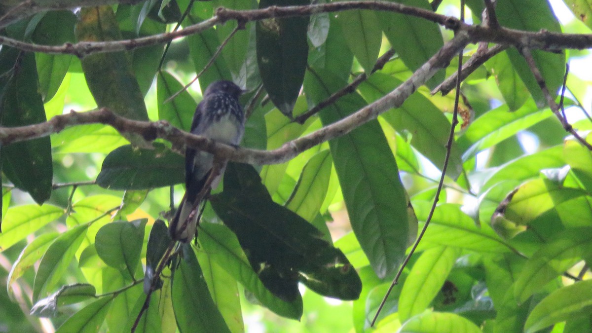 Spotted Fantail - ML111255271