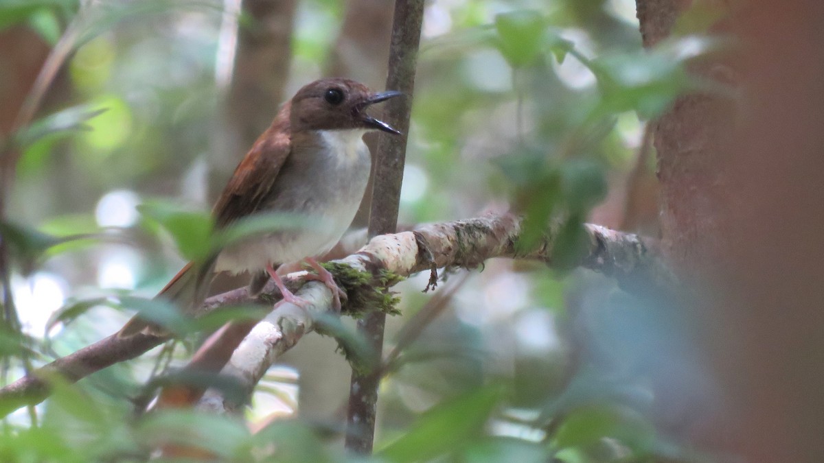 Gray-chested Jungle Flycatcher - Tim Forrester