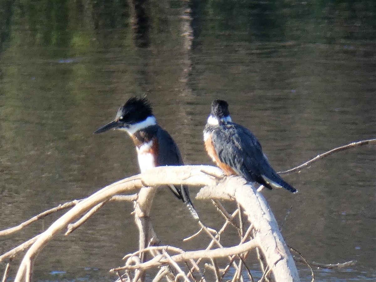 Belted Kingfisher - ML111255481