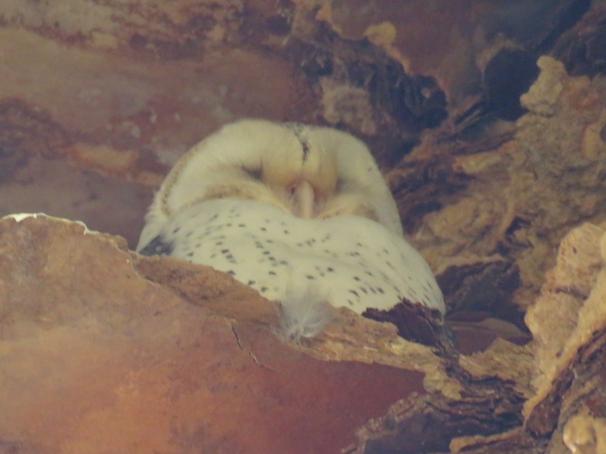 Barn Owl (Eastern) - Alan Coates