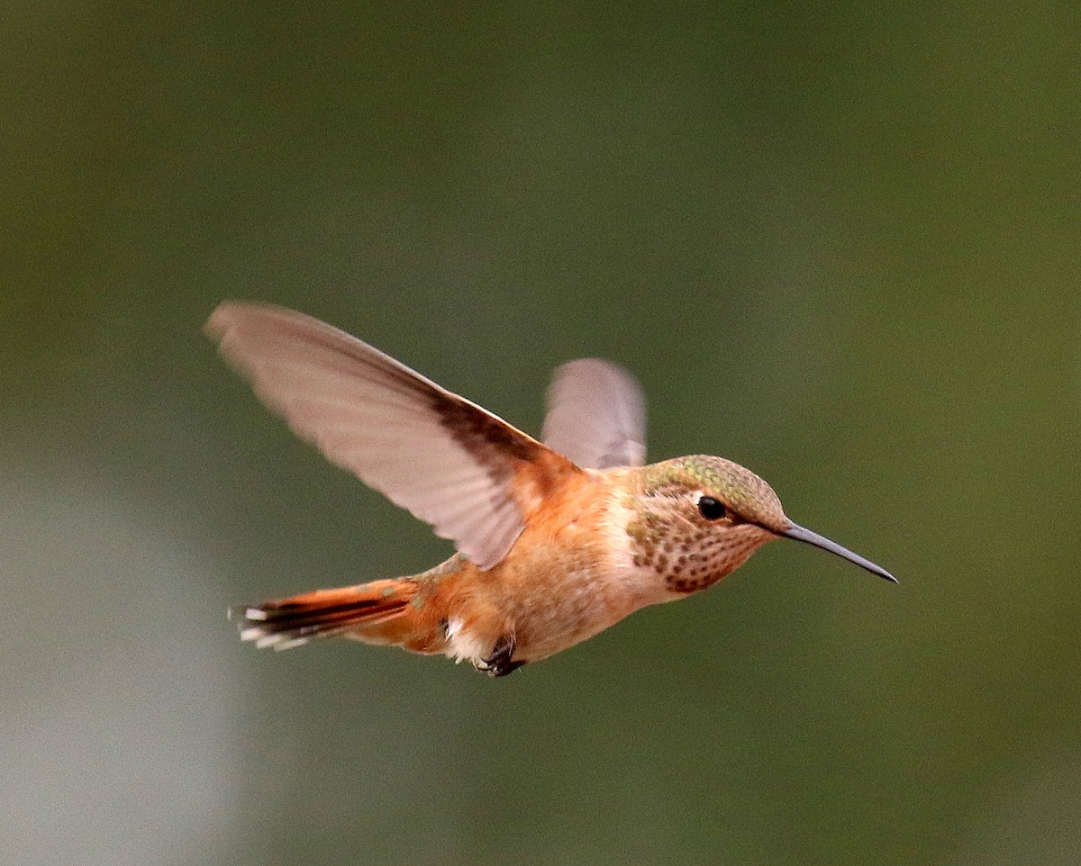 Rufous Hummingbird - David Lambeth