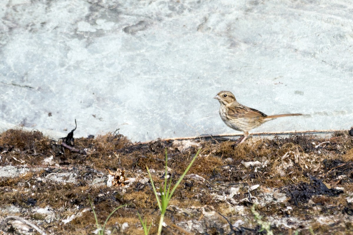 Song Sparrow - Chase Moser