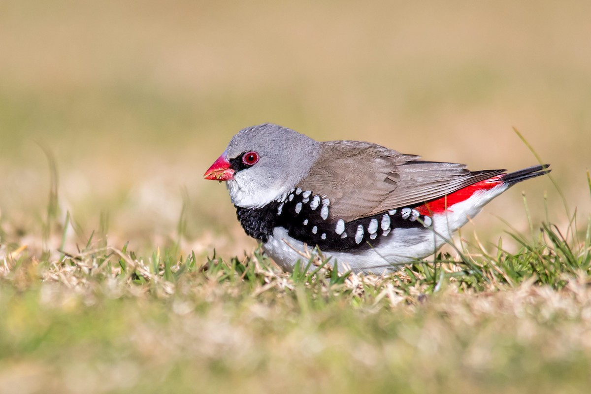 Diamond Firetail - ML111258091