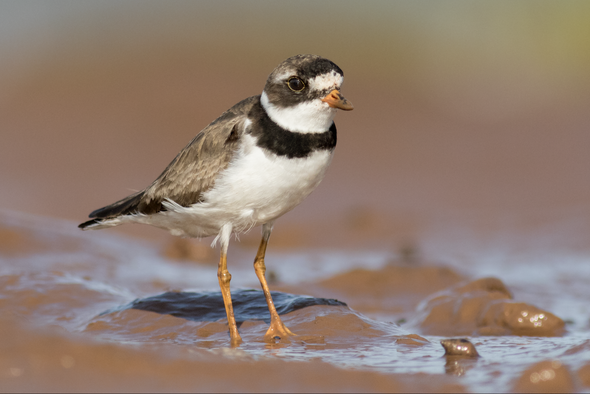 Semipalmated Plover - August Davidson-Onsgard